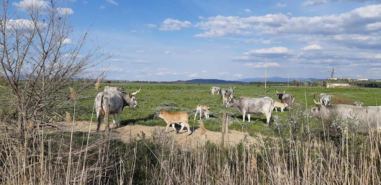 Agriturismo Le Giunchiglie Villa Alberese Esterno foto